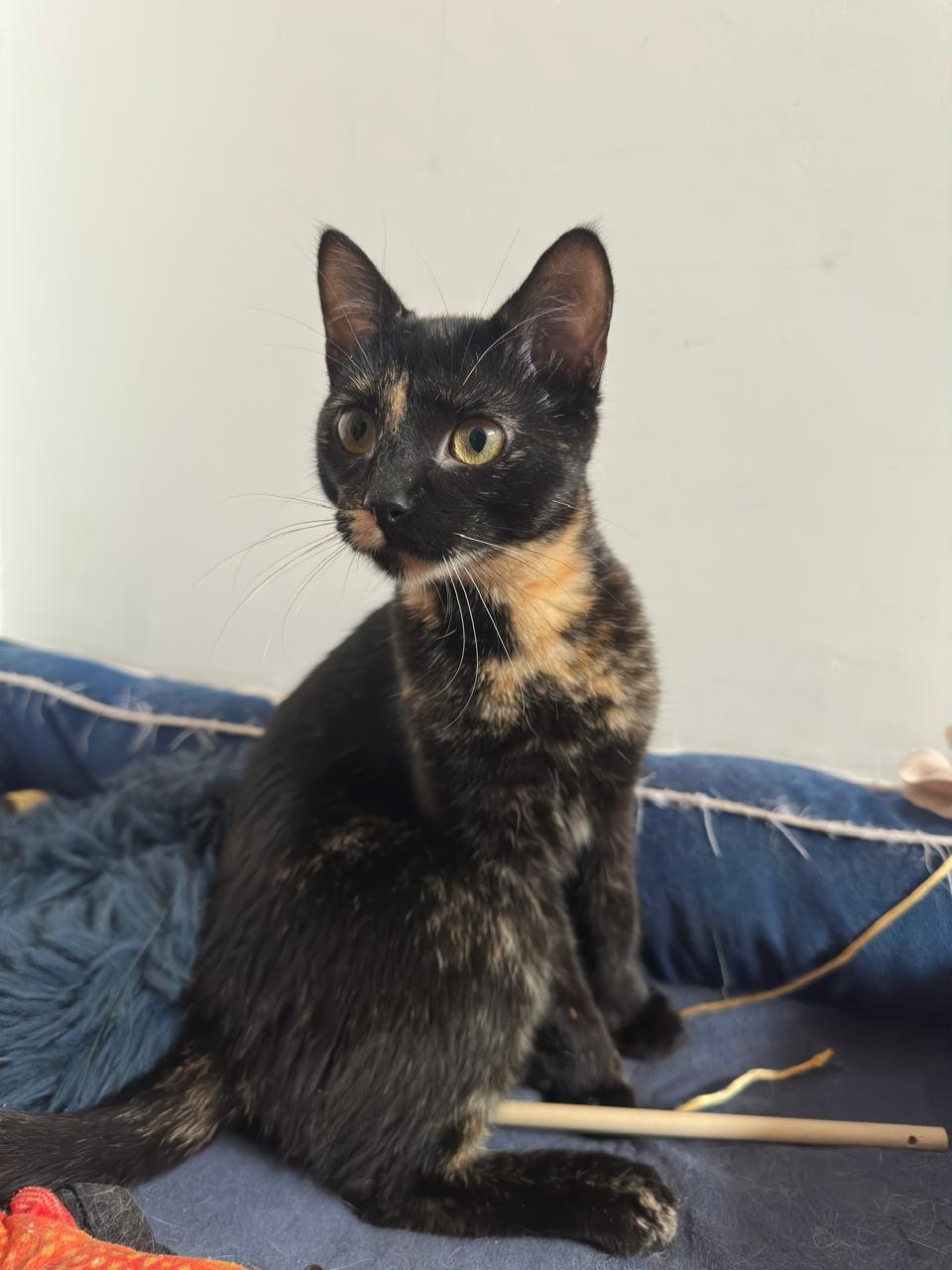 Foto especial de una gatita carey, parte de la historia de Meel y Silvia