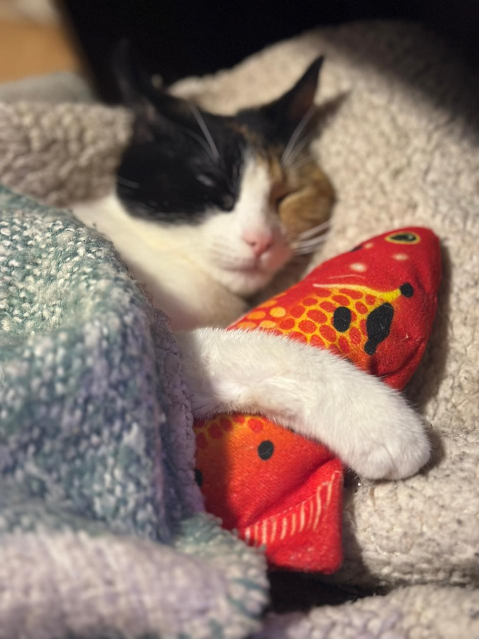 Foto especial de un gatito descansando con su pez de juguete
